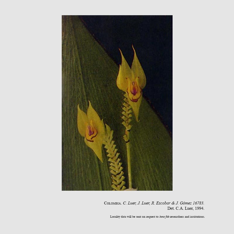 Lepanthes cingens